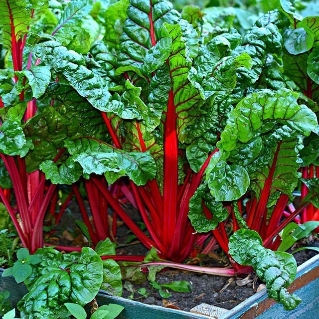 Superfoods aus der Heimat
