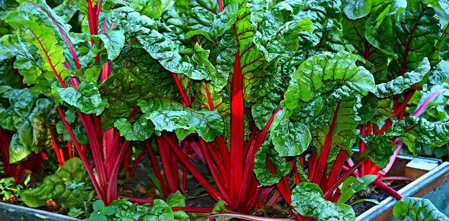 Superfoods aus der Heimat
