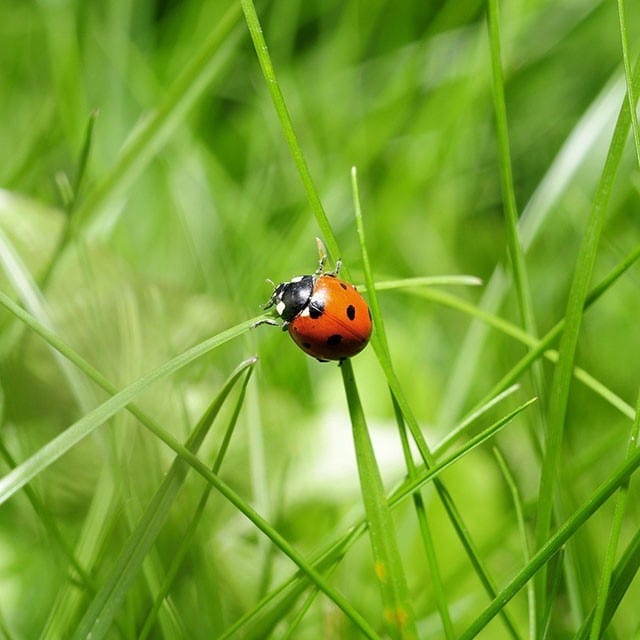 Schablone für einen Marienkäfer