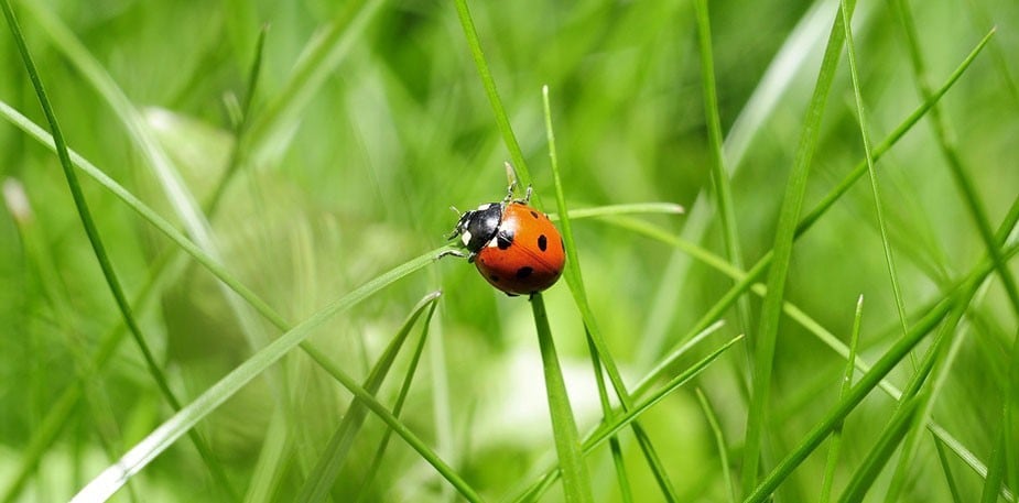 Schablone für einen Marienkäfer