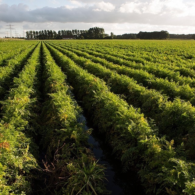 Nachhaltigkeit bei Unilever Food Solutions