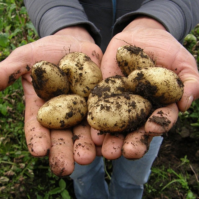 Nachhaltig angebaute Kartoffeln